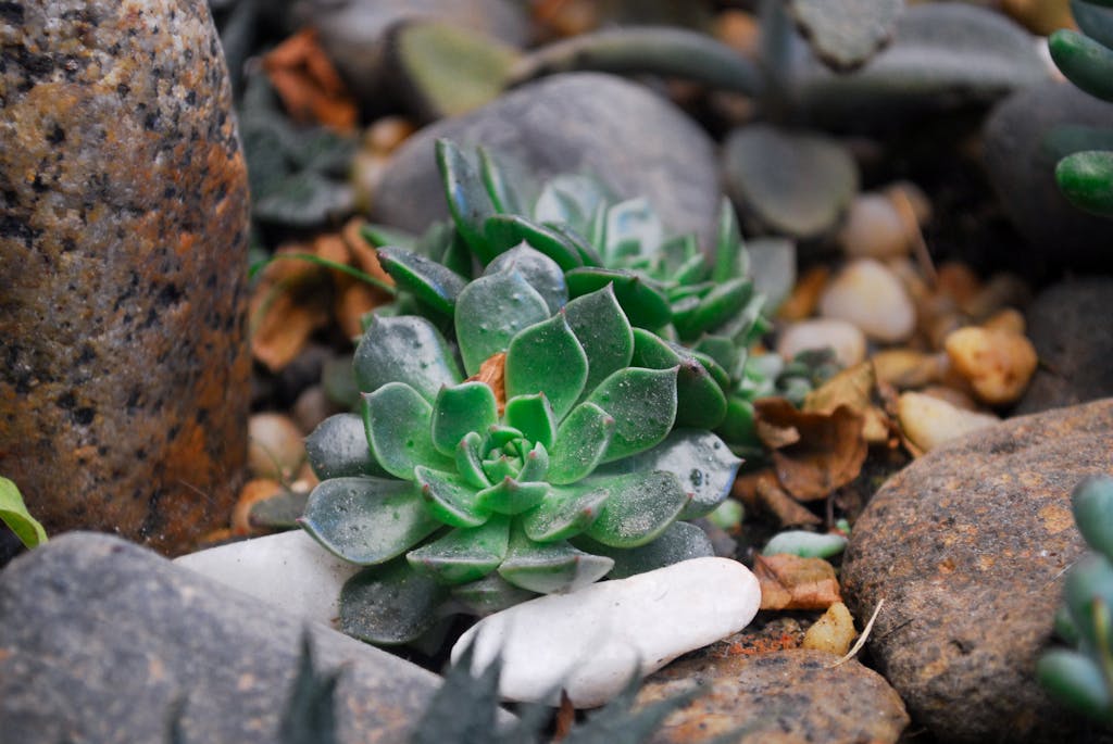 Vibrant green succulent plant nestled among rocky gravel in an outdoor garden.