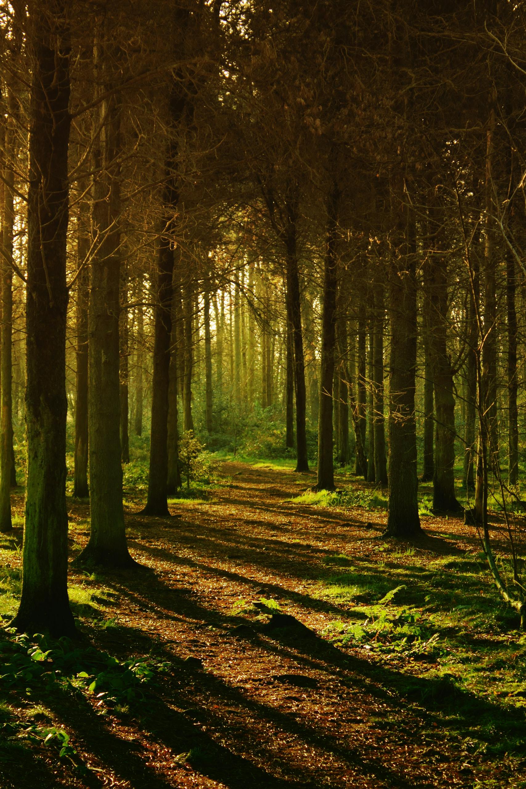 Autumn forest with sunlit path and shadows creating a peaceful and mysterious atmosphere.