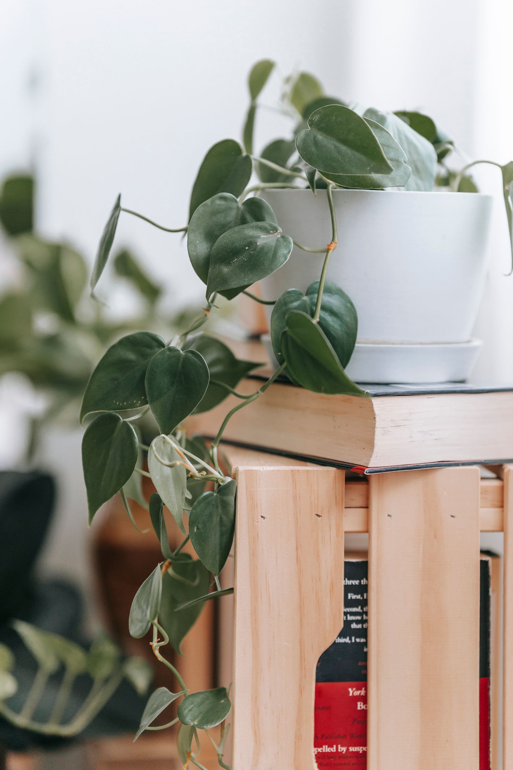 Small pot with green plant placed on top of books on wooden shelf at home